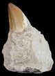Mosasaurus Tooth In Rock - Morocco #70470-3